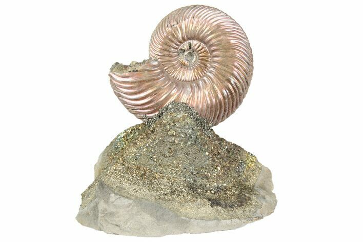 Iridescent, Pyritized Ammonite (Quenstedticeras) Fossil Display #193226